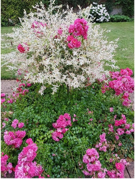 Rose Flower Carpet planted around Salix integra Hakuro nishiki