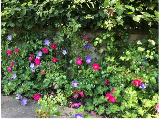 Rose Flower Carpet planted with Geranium Azure Blue