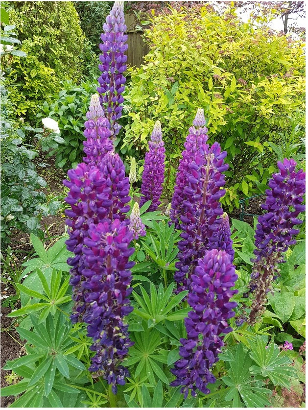 Lupins in bloom