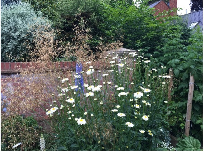 Stipa Gigantica planted with Delphiniums and Shasta daisies
